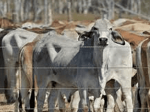 Live cattle exports