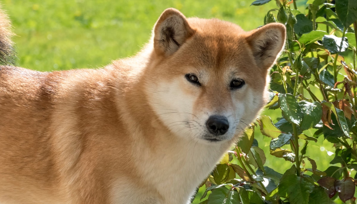 Prezzo shiba inu crypto